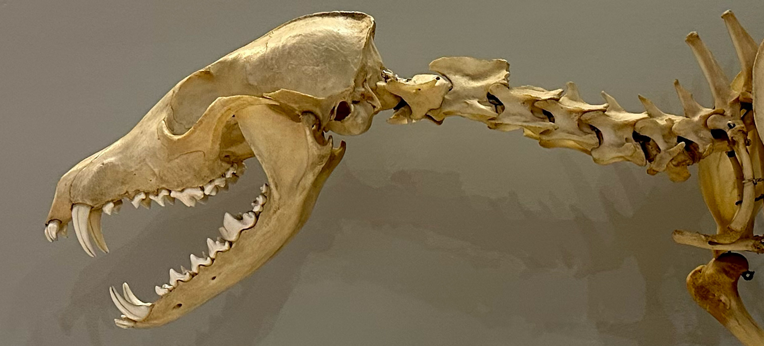 Aktuelle Sonntagsführung