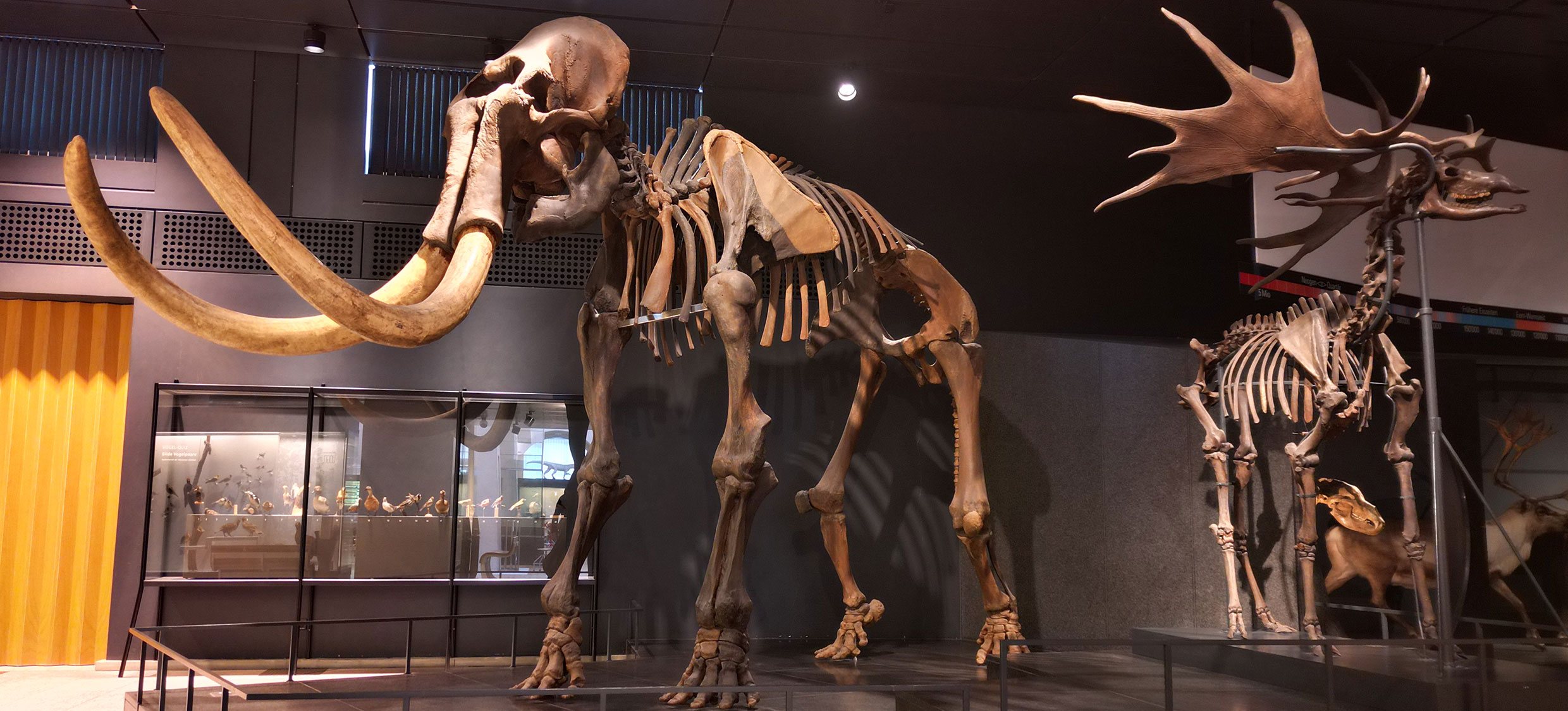EG Mammut Riesenhirsch 1