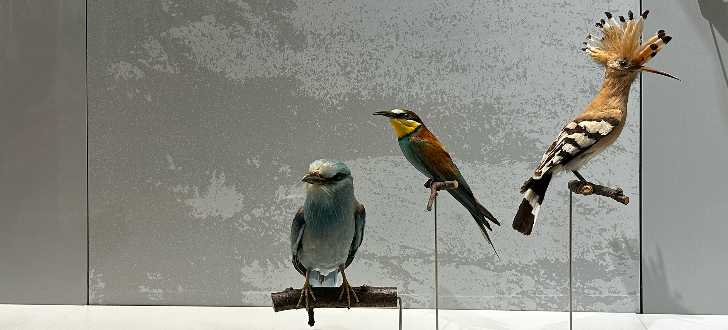 Aktuelle Spezialveranstaltung