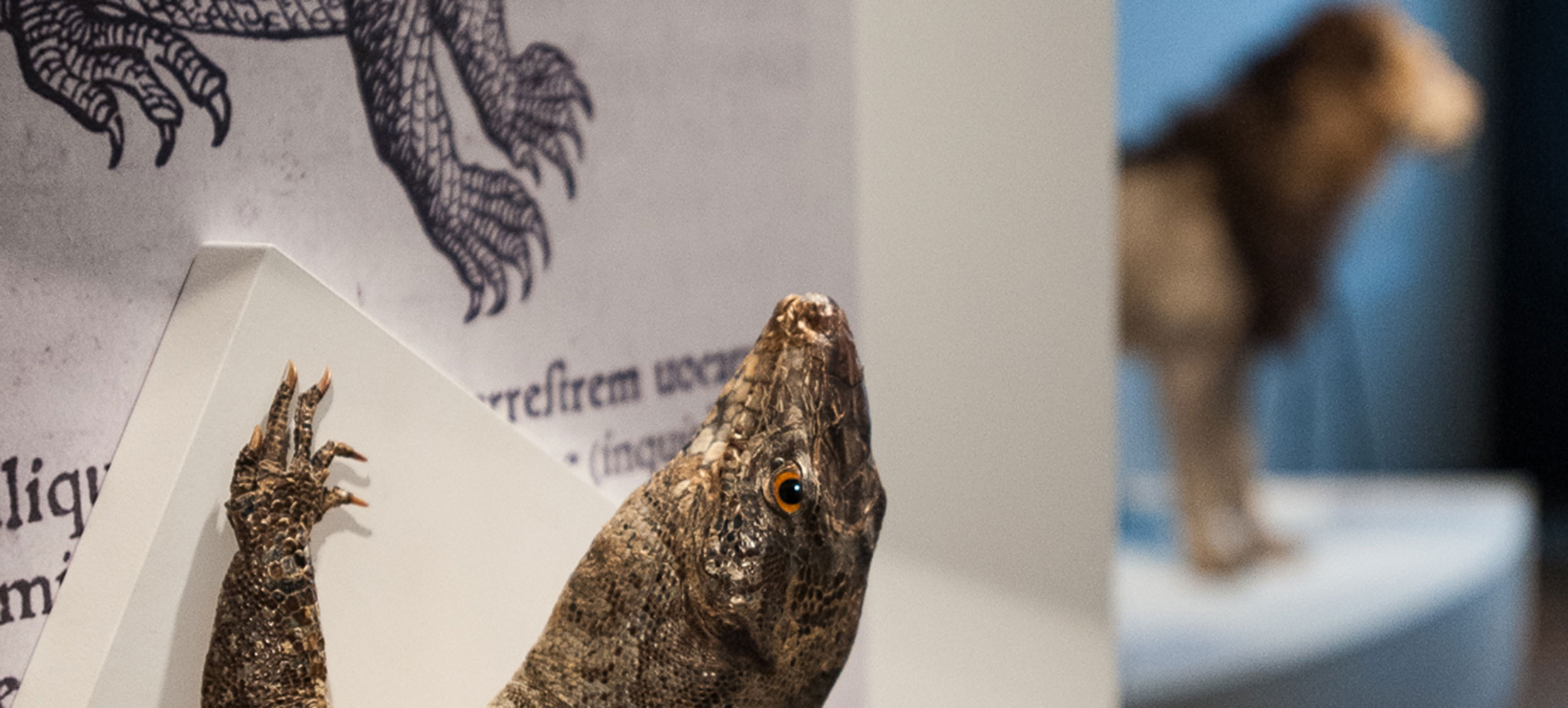 Gessner Ausstellung 08