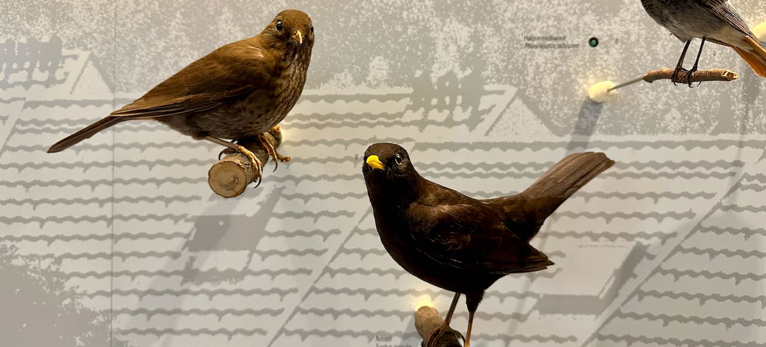 Schulführung Vögel 03