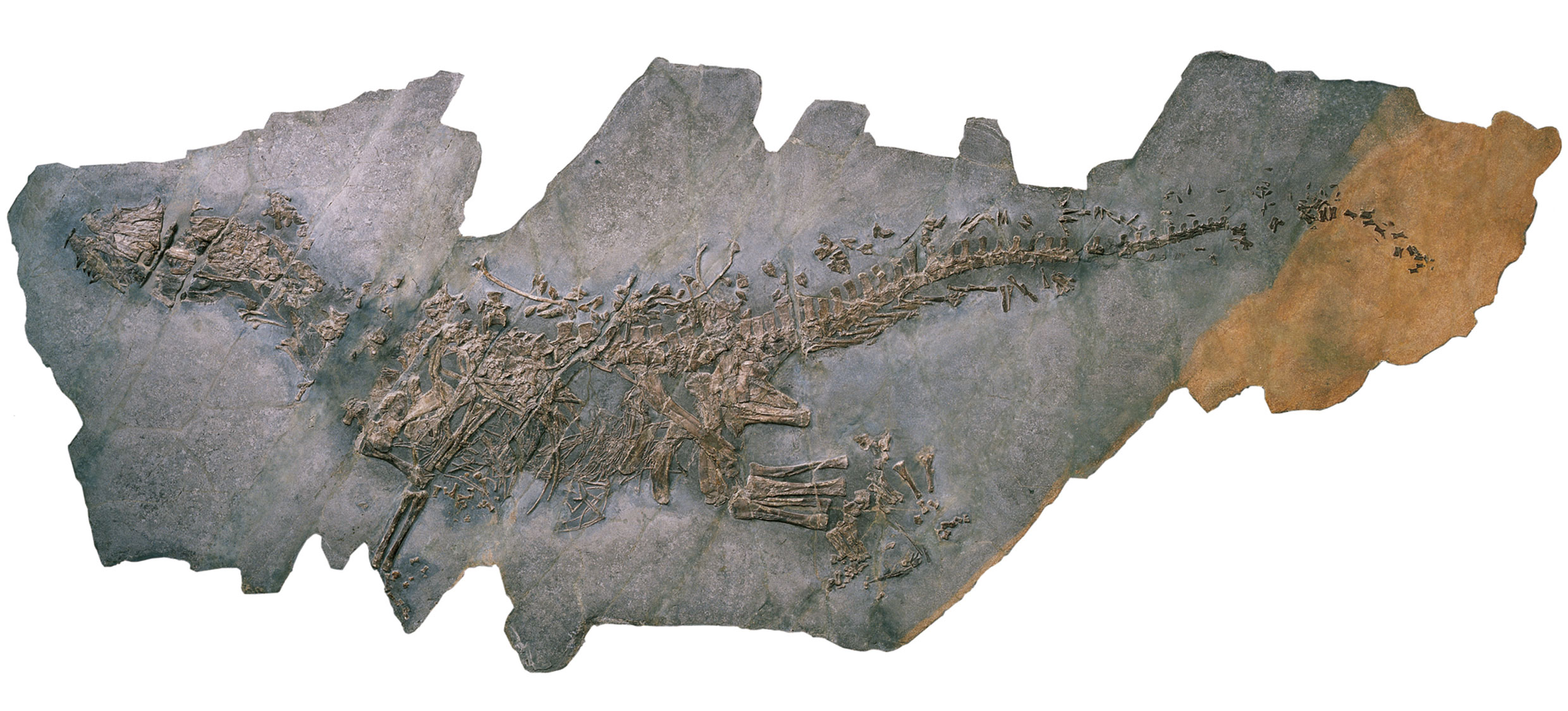 Ticinosuchus ferox Archosaurier Thecodotier