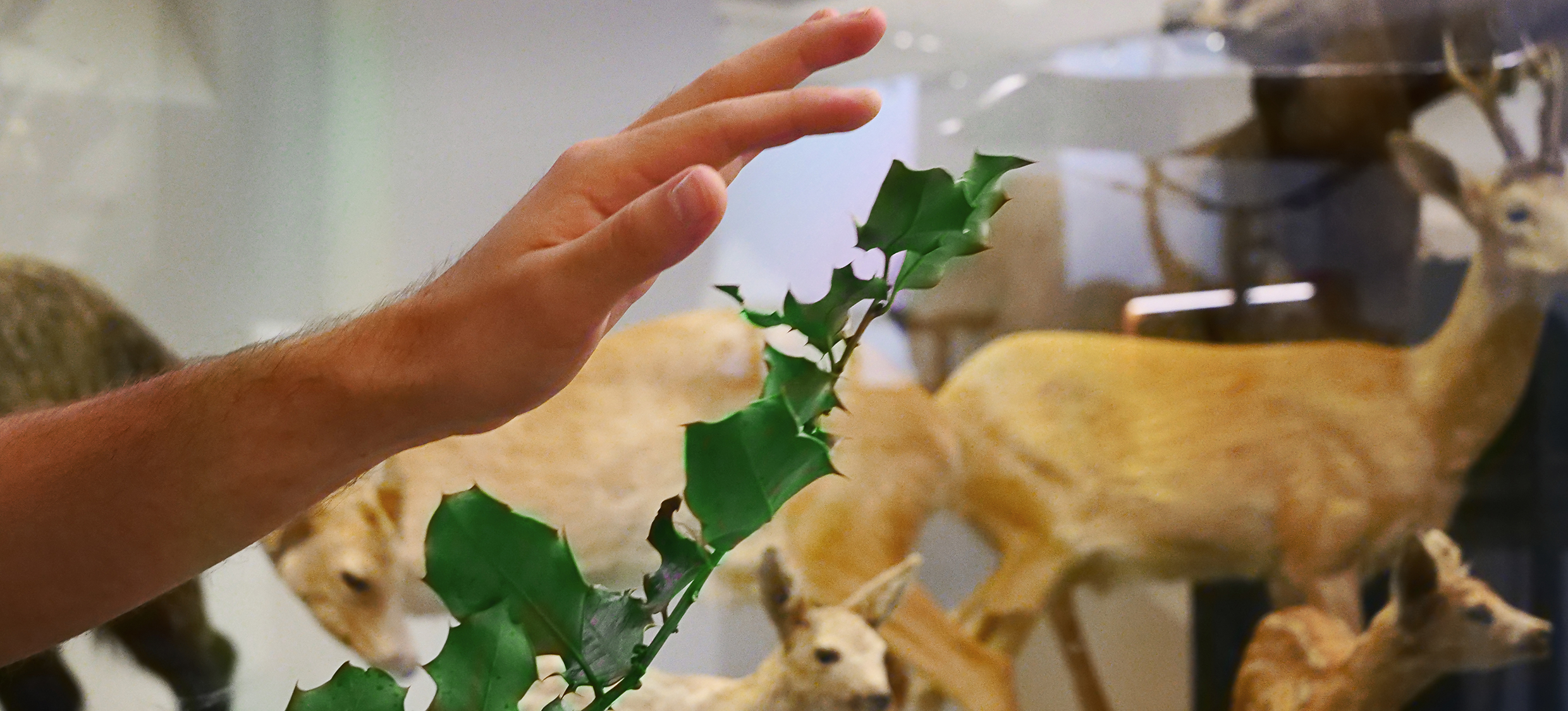 Führung Botanik Stechpalme