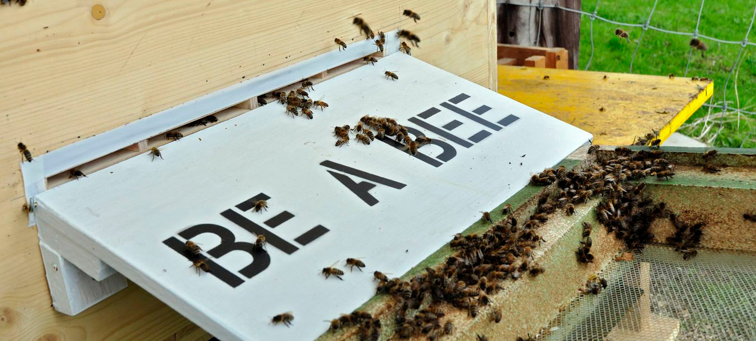 2013 be a bee 02