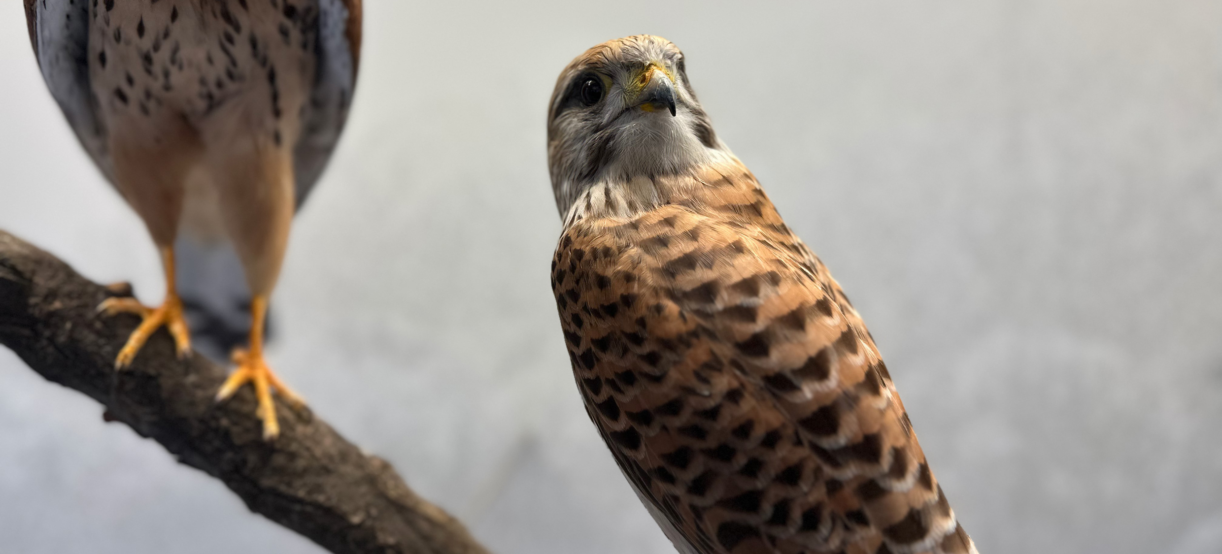 Gruppenführung Vögel 03