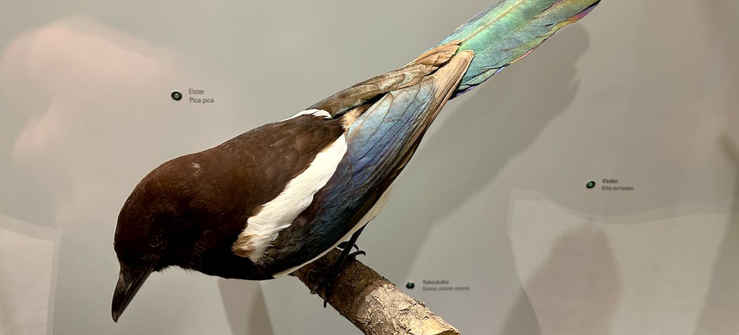 Gruppenführung Vögel 02