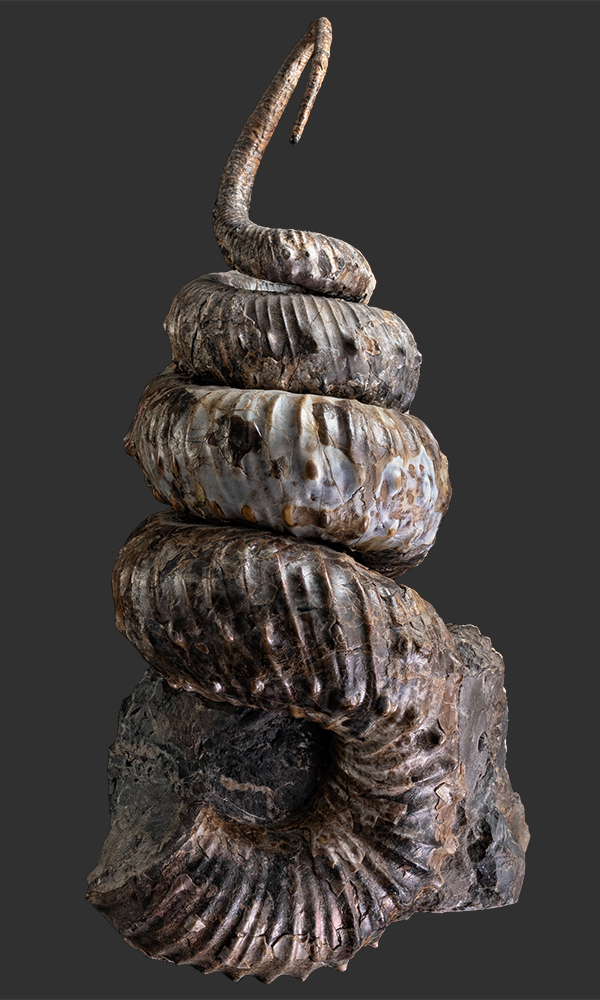 Heteromorpher Ammonit